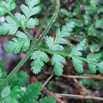 Dryopteris expansa Leaf