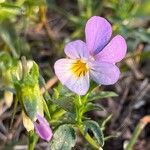 Viola tricolorBlomma