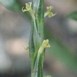Crucianella latifolia 花