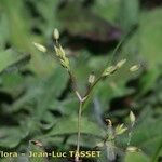 Sabulina tenuifolia Çiçek