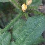 Vigna radiata Fruit