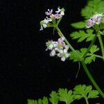 Chaerophyllum villosum Συνήθη χαρακτηριστικά