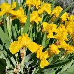 Iris pumila Natur