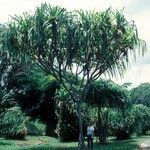 Pandanus furcatus Vivejo