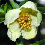 Stewartia monadelpha Çiçek