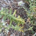 Teucrium dunense Fulla