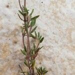 Thymus longiflorus Leaf