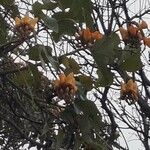 Erythrina fusca Fleur