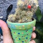 Mammillaria prolifera Листок