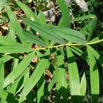 Polygonatum verticillatumHostoa