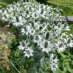 Eryngium giganteum Habitus