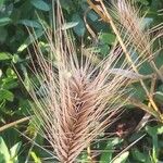 Hordeum marinum പുഷ്പം