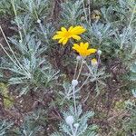 Euryops pectinatus Blomst