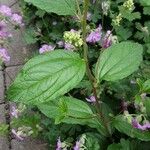 Ceanothus americanus Fulla