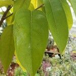 Mitrephora wangii Hoja