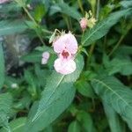 Impatiens glanduliferaKvět