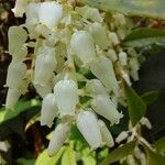 Pieris formosa Flower