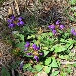 Prunella grandiflora Alkat (teljes növény)