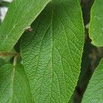 Viburnum × rhytidophylloides