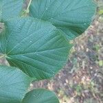 Tilia x europaea Blad