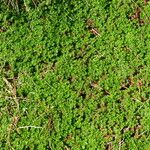 Alchemilla procumbens