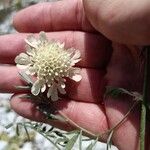 Scabiosa triniifolia