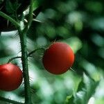 Solanum capsicoides Vrucht