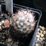 Escobaria robbinsorum Hoja