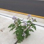Solanum sisymbriifolium Kukka