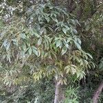 Quercus myrsinifolia Leaf