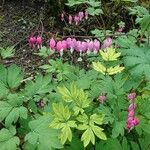 Dicentra formosa 花