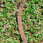 Anadenanthera colubrina ഫലം