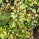 Coprosma repens Lapas