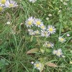 Erigeron strigosus Mosusu