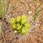 Sclerocactus parviflorus Blodyn