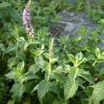 Mentha spicata Hábito