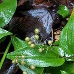 Maianthemum canadense Хабит