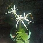 Hymenocallis fragrans Flower