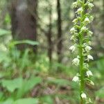 Herminium monorchis Flower