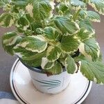 Coleus madagascariensis Leaf