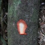 Detarium macrocarpum Rinde