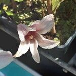 Clematis texensis Flower