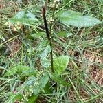 Rumex conglomeratus पत्ता