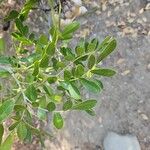 Dermatophyllum secundiflorum Leaf