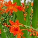 Crocosmia × crocosmiiflora 花