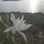 Pancratium maritimumফুল