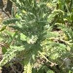 Achillea crithmifolia Лист