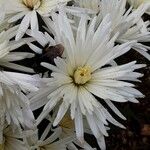 Dendranthema grandiflorum Kwiat