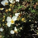 Cistus ladanifer Fleur