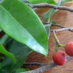 Huberantha nitidissima Fruit